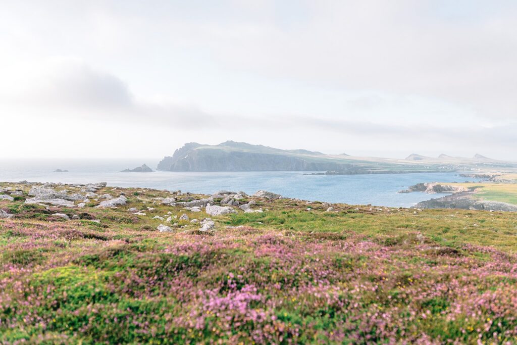 Wide view of purple heather and rocks and green grass with a turquoise ocean and green mountains in the backdrop at Ceann Sibeal in Ireland, upcoming fine art print release.